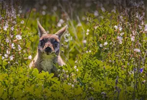 Wallaby Prints: The Yellow footed Wallaby, an endangered species found in the Flinders Ranges national park