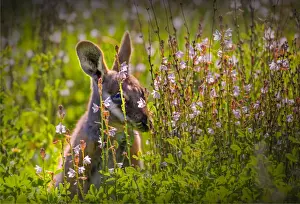 Wallaby Prints: The Yellow footed Wallaby, an endangered species found in the Flinders Ranges national park