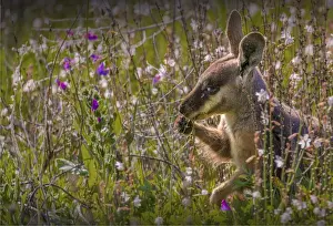 Wallaby Prints: The Yellow footed Wallaby, an endangered species found in the Flinders Ranges national park