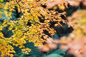 Images Dated 7th May 2014: Yellow Maple