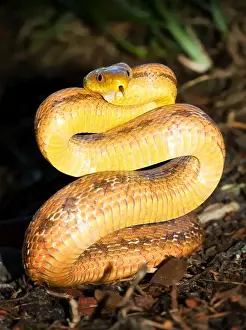 Kristian Bell Photography Prints: Snake