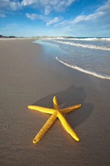Images Dated 16th October 2014: Yellow starfish on the beach