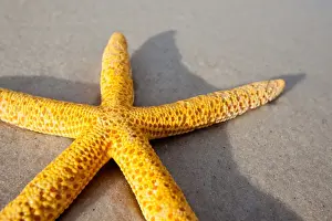 Yellow starfish on a sandy beach