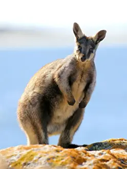 Wallaby Prints: Yellow tail rock wallaby