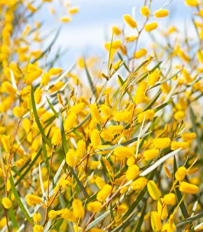 Yellow wattle bush Yellow wattle bush