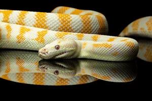 Images Dated 11th October 2016: Yellow and white striped Albino Darwin python snake against a black background