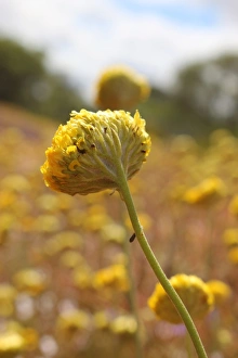 Flower And Plant Prints: Yellow Wildflowers in the middle of nowhere near Mt Augustus in Western