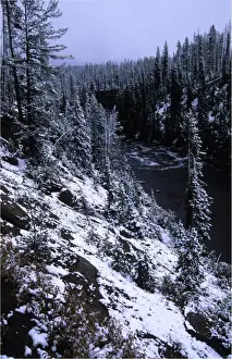 Wyoming Prints: Yellowstone National Park, Wyoming, United States