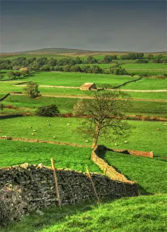 Environmental Conservation Prints: Yorkshire Dales countryside