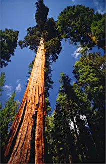 Yosemite National Park, California, western United States of America