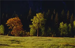Yosemite National Park, California, western United States of America