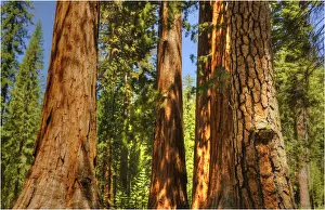 Yosemite National Park, California, western United States of America