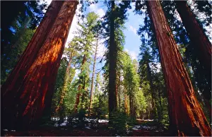 National Landmark Prints: Yosemite National Park, California, western United States of America