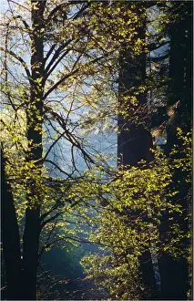 National Landmark Prints: Yosemite National Park, California, western United States of America