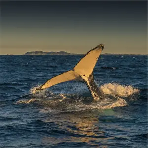 Discover the beauty and diversity of whales, dolphins, and porpoises: Young Adolescent male Humpback Whales off the coastline of New South Wales near