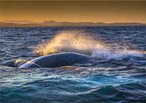 Discover the beauty and diversity of whales, dolphins, and porpoises: Young Adolescent male Humpback Whales off the coastline of New South Wales near Byron Bay