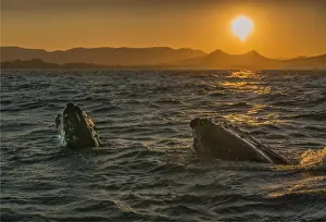 Discover the beauty and diversity of whales, dolphins, and porpoises: Young Adolescent males Humpback Whales off the coastline of New South Wales near Byron Bay