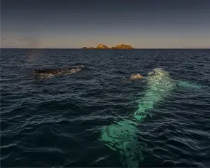 Discover the beauty and diversity of whales, dolphins, and porpoises: Young Adolescent males Humpback Whales off the coastline of New South Wales near Byron Bay