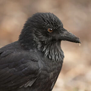 Lea Scaddan Collection: Young Australian Raven