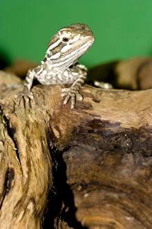 Lizards Collection: young bearded dragon