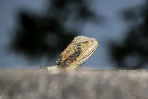 Young dragon
