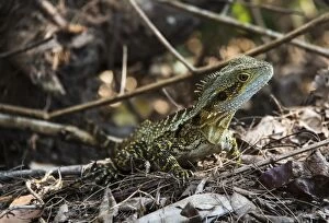 Iguana Collection: Young lizard
