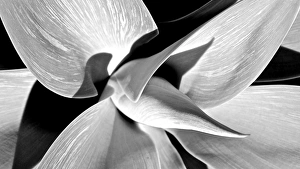 Flower And Plant Prints: Yucca Plant
