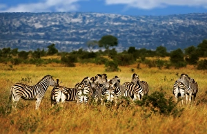A Zeal of Burchells Zebras in Kruger National Park, South Africa A Zeal of Burchells Zebras in Kruger National Park, South Africa