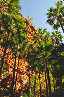 <b class=qtipBold><figcaption>Zebedee springs</figcaption></b><br>Palm trees in El Questro national park, Australia<br><em>© ©2010 John Crux</em> Zebedee springs
