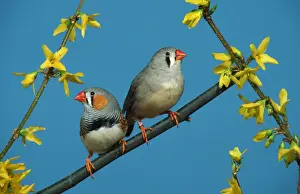 Zebra Finches, pair (Taeniopygia guttata)