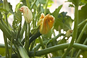Botanical Art Prints Collection: Zucchini plants in flower